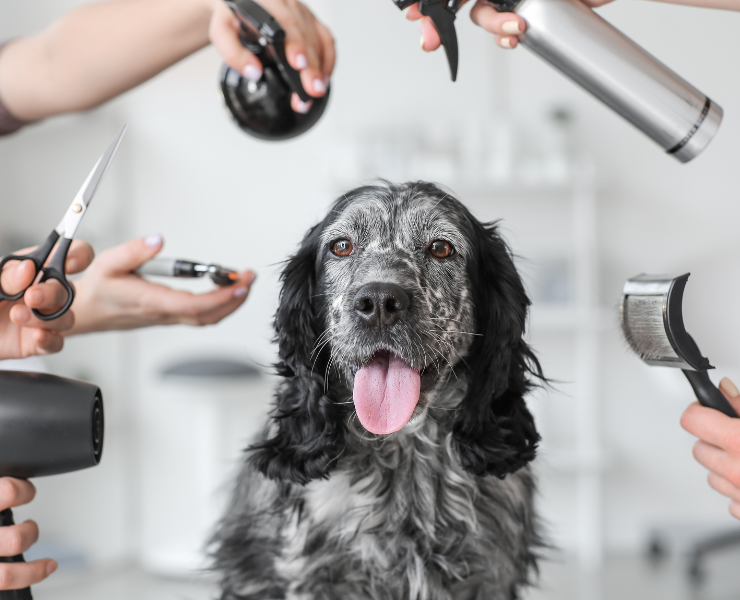 Perro recibiendo un servicio de baño y peluquería en Valpets